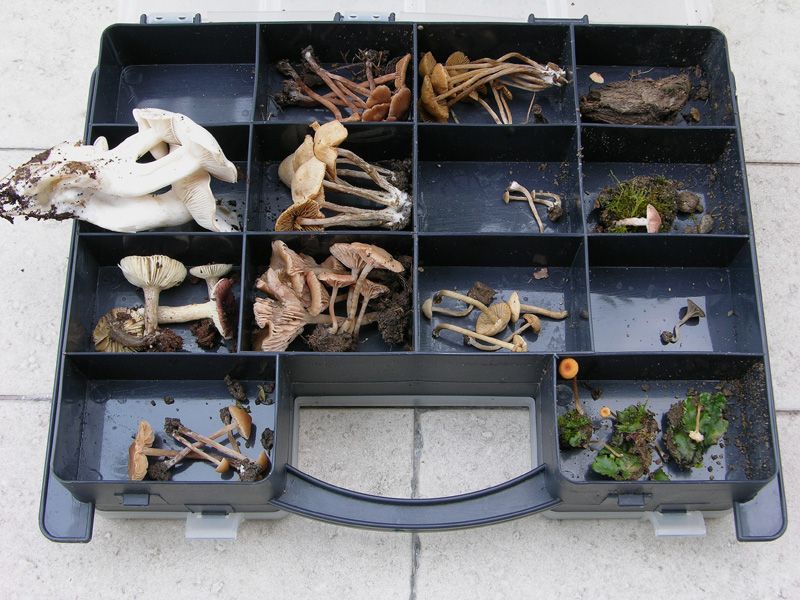 Un fosso......e una marea di funghi.(parte 1)